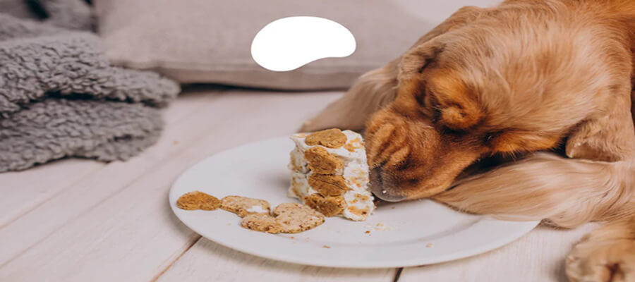 Immediate Actions to Take If Your Dog Eats Something Toxic